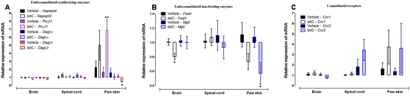 Effects of ddC on endocannabinoid system molecules transcript levels in the brain, spinal cord and paw skin of female BALB/c mice. Relative mRNA expression of (A) endocannabinoid-synthesizing enzymes Napepld, Plcβ1, Daglα and Daglβ, (B) endocannabinoid-inactivating enzymes Faah and Mgll, and (C) cannabinoid receptors Cnr1 and Cnr2 in the brains, spinal cords, and paw skins of BALB/c mice on day 6 after administration of the ddC or its vehicle. Each bar represents the mean ± SEM of the values obtained from 6 to 10 vehicle-treated mice and 5–8 ddC-treated mice. ∗p < 0.05, ∗∗p < 0.01 compared to vehicle-treated mice (Student’s t-test).