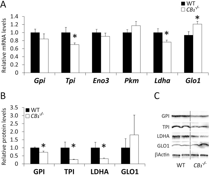 Expression of the metabolic enzymes in the abdominal muscle of CB 1 -/- mice.Gene (A) and protein (B) expressions of GPI, TPI, Eno3, PKM1, LDHa and Glo1 in the abdominal muscle of wild-type and CB 1 -/- mice. C) Representative immunoblots. Student’s t test (n = 6): *P<0.05 vs. WT.