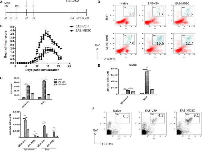Adoptive transfer of cannabidiol (CBD)-induced myeloid-derived suppressor cells (MDSCs) attenuates experimental autoimmune encephalomyelitis (EAE). (A) Time line schematic of studies. CBD-induced MDSCs were administered at time points with gray arrows (d7 and d9) via i.p. injection. Data were assessed at peak of disease unless otherwise stated. CBD-induced MDSCs from IP cavity were collected and 4 × 106 MDSCs or splenocytes from naïve C57BL/6 as a control were adoptively transferred. (B) Clinical scores (n = 5 mice per group); data were presented as mean ± SEM and analyzed for significance using Mann–Whitney U test. Comparisons were considered significant at p ≤ 0.05, denoted as *. Data are representative of at least two independent experiments; in each experiment, disease incidence was 100% for each group. (C) Total mononuclear cell infiltrates in central nervous system and absolute cell counts for CD3+CD4+ and CD3+CD8+ T cells; mononuclear cells stained with corresponding Abs and then enumerated using total cell count and frequency from flow cytometry. (D) Mononuclear cells stained with CD11b and Gr1 Abs and then analyzed by flow cytometry. Representative histograms shown. (E) Absolute cell counts for MDSC (CD11b+Gr1+) enumerated using total cell count and frequency from flow cytometry. (F) Splenocytes were stained with CD11b and Gr1 Ab and then analyzed by flow cytometry. Representative histograms shown. Vertical bars in this figure represent data collected from three to five mice per group expressed as mean ± SEM. ANOVA, ***p < 0.0001, and *p < 0.05 with Tukey’s post hoc test.