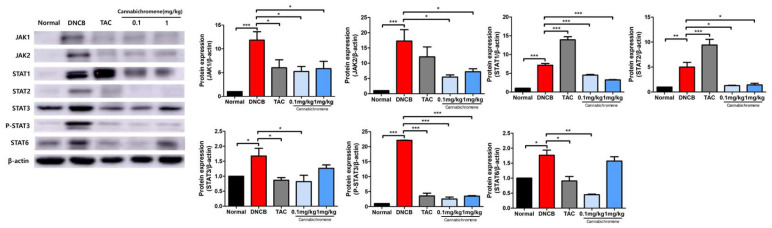 Results of confirming the expression of proteins related to the JAK/STAT pathway after treating cannabichromene in an atopic dermatitis mouse model. Through Western blot, the expression of JAK/STAT family of proteins (total n = 5/group) was confirmed. The membrane band intensity of all proteins was measured using ImageJ software and normalized to β-actin. Data shown in the figure are presented as mean ± SEM (* p < 0.05, ** p < 0.01, *** p < 0.001 vs. normal group or DNCB group). DNCB, 1-chloro-2,4-Dinitrochlorobenzene; TAC, 0.03% tacrolimus.