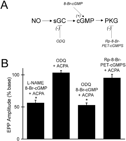 Nitric oxide (NO) is required to increase cGMP synthesis and activate protein kinase G. (A) The NO-cGMP signalling pathway. NO-stimulated soluble guanylyl cyclase (sGC) and cGMP-dependent protein kinase-1 (PKG). 1H-[1,2,4]oxadiazolo[4,3-a]quinoxalin-1-one (ODQ) is an inhibitor of sGC, Rp-B-Phenyl-1, N2-etheno-8-bromoguanosine 3’,5’-cyclic monophosphorothioate (Rp-8-Br-PET-cGMPS) is an inhibitor of PKG and 8-Br-cGMP is a membrane-permeable analogue of cGMP. (B) Mean percent reduction of end-plate potential (EPP) amplitudes following application of arachidonylcyclopropylamide (ACPA) (10 µm). ACPA was applied with Nω-nitro-l-arginine methyl ester (L-NAME) (0.3 mm) and 8-Br-cGMP (40 µm, n = 6) with ODQ (50 µm, n = 4), ODQ and 8-Br-cGMP (n = 4) and Rp-8-Br-PET-cGMPS (30 µm, n = 4). *The mean EPP amplitude is significantly different from its measurement under baseline conditions (P < 0.05; Student's t-test). Baseline EPP measurements were made in the presence of L-NAME and 8-Br-cGMP, ODQ, ODQ and 8-Br-cGMP, or Rp-8-Br-PET-cGMPS, respectively. Error bars represent SEM.
