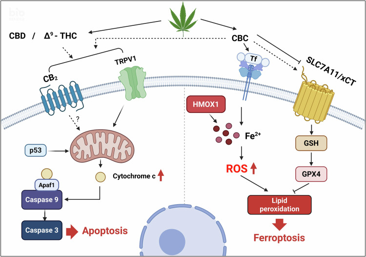 Schematic diagram showing the multiple cell death pathways affected by cannabichromene (CBC) treatment.CBC regulates cell death pathways associated with apoptosis, ferroptosis, and the activation of cannabinoid receptors in an integrative manner.