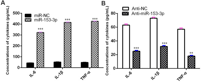 miR-153-3p induces proinflammatory cytokine release. (A) The concentration levels of TNF-α, IL-1β and IL-6 were upregulated in NSCs after treatment with the miR-153-3p mimic. (B) Knockdown of miR-153-3p suppressed the concentration levels of TNF-α, IL-1β and IL-6 in NSCs. **p<0.01 and ***p<0.001. Error bars represent the s.d. of relative experiment from n=3 replicates.