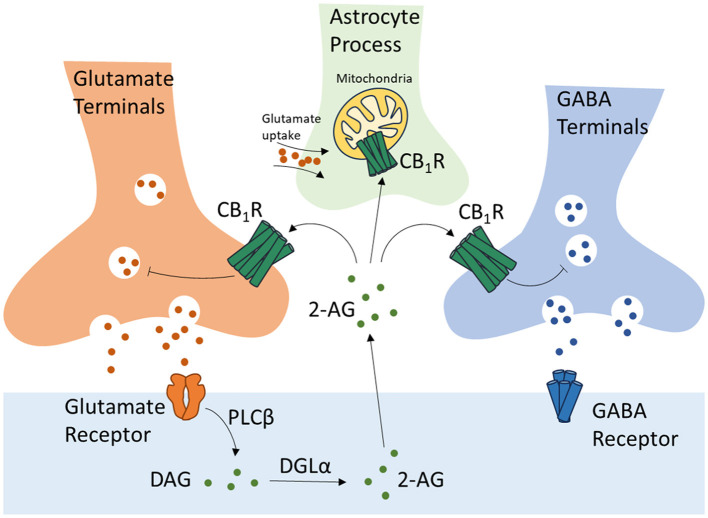 Regulation of glutamate and GABA neurotransmissions, and astrocyte-neuron crosstalk by CB1 receptors. CB1R, Cannabinoid Receptor Type 1; 2-AG, 2-arachidonoylglycerol; DAG, diacylglycerol; DGLα, diacylglycerol lipase-α; PLCβ, phospholipase C-β.