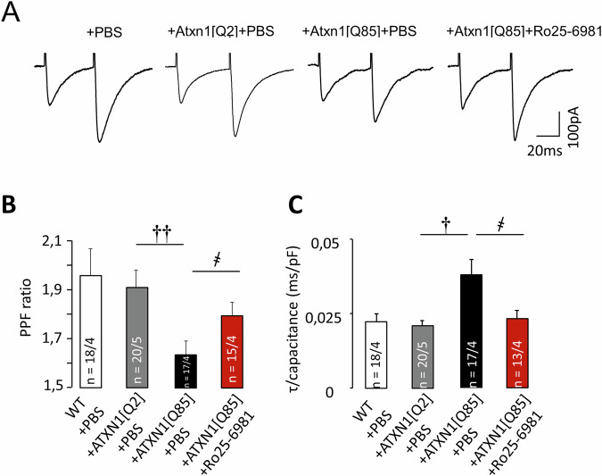 Chronic administration of Ro25-6981 prevents deterioration of PPF, caused by expression of ANXN1[Q85].A Representative traces of fast PF–EPSCs recorded from PCs of SCA1 model mice. B PPF ratio in SCA1 model mice, with and without Ro25-6981 administration (PATXN1[Q2]/ATXN1[Q85] = 0.029; PATXN1[Q85]+PBS/ATXN1[Q85]+Ro25-6981 = 0.046; one-way ANOVA with Tukey HSD post hoc). C Decay time normalized to cell capacitance (PATXN1[Q2]/ATXN1[Q85] = 0.018; PATXN1[Q85]+PBS/ATXN1[Q85]+Ro25-6981 = 0.039; one-way ANOVA with Tukey HSD post hoc). n = number of examined cells/animals. One-way ANOVA used to test for significant differences. † – significant difference between ATXN1[Q2]-expressing and untreated ATXN1[Q85]-expressing mice. ҂ – significant difference between untreated ATXN1[Q85] mice and ATXN1[Q85] mice treated with long-term Ro25-6981. ҂ and †p < 0.05; ††p < 0.01.