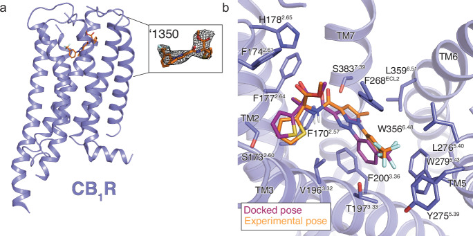Cryo-EM structure of ‘1350-CB1R-Gi1 complex.a Cryo-EM model of ‘1350-CB1R highlighting the ligand density. b Overlay of the docked pose (maroon) with the experimental pose (orange) of ‘1350.