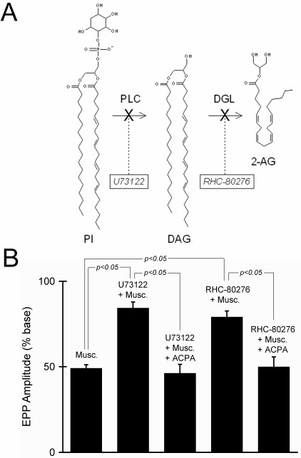 Endocannabinoids are produced through a phospholipase C (PLC)- and 1,2-diacylglycerol (DAG)-mediated pathway. (A) Biosynthetic pathway for 2-arachidonoylglycerol (2-AG). PI, phosphatidylinositol; DGL, diacylglycerol lipase. (B) Mean percent reduction of end-plate potential (EPP) amplitude following application of muscarine (Musc.) (5 µm). Muscarine was applied alone (n = 5), with the PLC inhibitor 1-[6-[[(17b)-3-methoxyestra-1,3,4(10)-trien-17-yl]amino]hexyl]-1H-pyrrole-2,5-dione (U-73122) (5 µm, n = 12), with U-73122 and arachidonylcyclopropylamide (ACPA) (n = 4), with the DGL inhibitor 1,6-bis-(cyclohexyloximinocarbonylamino)-hexane (RHC-80267) (200 µm, n = 5), and with RHC-80267 and ACPA (n = 3). All of the means were significantly different from baseline measurements made under control conditions (P < 0.05; Student's t-test). The Student's t-test was also used to calculate the statistical significance of the differences between each individual mean. None of the differences were significant except for those indicated on the graph. Error bars represent SEM.