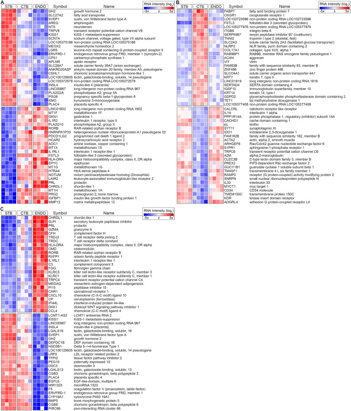 Heatmaps of differentially expressed STB, CTB and ENDO RNAs. (A) The 25 most highly upregulated and 25 most highly downregulated transcripts in syncytiotrophoblasts (STB) compared with cytotrophoblasts (CTB) and endovascular cytotrophoblasts (ENDO) (total=2708, Table S2). (B) Heatmap of the most highly differentially expressed transcripts in CTB (total=2070, Table S2) relative to STB and ENDO. (C) Heatmap of the most highly differentially expressed transcripts in ENDO (total=2753, Table S2) relative to STB and CTB. The data are displayed as a heatmap showing the relative RNA fold change as a variation in color from blue (decreased expression) to white (average expression) to red (increased expression). Cells captured from four placentas were analyzed.