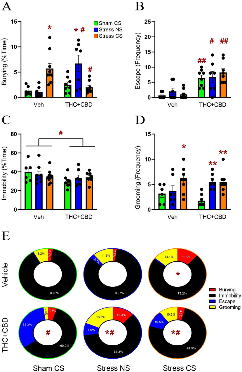 THC+CBD generalized stress responses in males.A) Stress-CS increased the time spent burying in vehicle-trained rats, while the Stress-NS led to an increase in the time spent burying in THC+CBD-trained rats (interaction: F2,39=14.77, p<0.0001). B) THC+CBD use generalized the escape behavior across all stress conditions (drug: F1,39=41.35, p<0.0001). C) THC+CBD reduced immobility in all three conditions (drug: F1,39=4.842, p=0.0338). D) Stress-CS enhanced grooming frequency in vehicle-trained rats, whereas both Stress-NS and Stress-CS increased grooming in THC+CBD-trained rats (stress: F2,39=9.835, p=0.0003). Data are shown as mean ± SEM. Each dot in bar represents one rat. E) Donut charts showing the distribution of the different coping strategies within each treatment. Stress-CS changed coping strategies in vehicle- (X2(3) =34.06, p<0.0001 versus Sham-CS veh) and THC+CBD-trained rats (X2(3) =34.06, p<0.0001 versus Sham-CS THC+CBD). However, THC+CBD promoted avoidant coping strategies during stress-CS exposure (X2(3) =106.5, p<0.0001 versus Stress-CS veh). THC+CBD altered coping distribution in non-stressed rats (X2(3) =974.4, p<0.0001 versus Sham-CS veh). THC+CBD modified stress responses during exposure to the neutral stimulus (X2(3) =70.45, p<0.0001 versus stress-NS veh; X2(3) =113.2, p<0.0001 versus Sham-CS THC+CBD). * p< 0.05, **p<0.01 compared to Sham-CS within each drug group using a Tukey or Chi-square post hoc; # p< 0.05, ## p<0.01 comparing THC+CBD to vehicle within each stress/sham group.