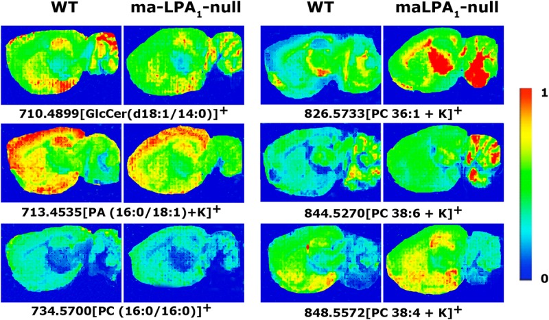 MALDI-IMS images representing different lipid species that showed statistically significant differences in the detection intensities between WT and maLPA1-null mice. The color images were obtained following the IMS conditions of 150 μm of spatial resolution, 10 shots per pixel at laser fluence of 15 μJ. The intensity of each lipid species is represented on the color scale, shown on the right side, as a ratio of the most abundant signal.