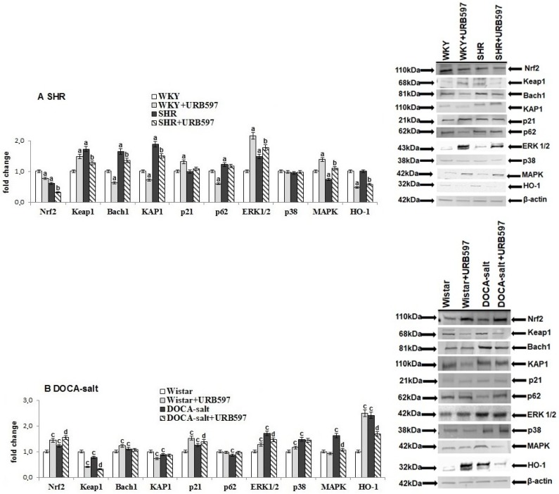 The level of Nrf2 as well as their activators (KAP1, p21, p62, and ERK1/2) and inhibitors (Keap1 and Bach1) and the level of p38, MAPK, and HO-1 in the heart of hypertensive rats (A) SHR and (B) DOCA-salt, and rats after administration of URB597. The expression of examined protein is shown in comparison to the control.