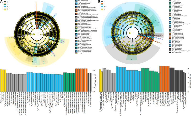 Linear discriminant effect size (LEfSe) of bacterial (A) and fungal (B) communities associated with hemp plants with a linear discriminant analysis (LDA) score higher than 4.0 and p-values less than 0.05. Ct, Rs, Ro, St, Le, and Fl represent bulk soil, rhizosphere soil, root endosphere, stem endosphere, leaf endosphere, and flower endosphere, respectively.