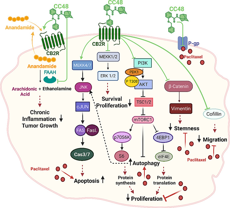 Effects of CC48 on tumour growth, selected as a first-in-class cannabinoid receptor type 2 (CB2R) multi-target agent. The agonist CC48 exerts its antitumour activity in gastric cancer cell models by (i) binding to CB2R; (ii) inhibiting the FAAH enzyme; (iii) interacting with the P-gp protein responsible for the efflux of the chemotherapeutic drug PTX from the tumor cell. The main molecular pathways regulated by CC48 and involved in proliferation, autophagy and apoptosis were depicted. Previous studies have shown that the same pathways are involved in the anti-tumor activity of PTX. CC48 enhances PTX-induced cell growth inhibition, even in chemotherapy-resistant cell models. Image created in https://BioRender.com
