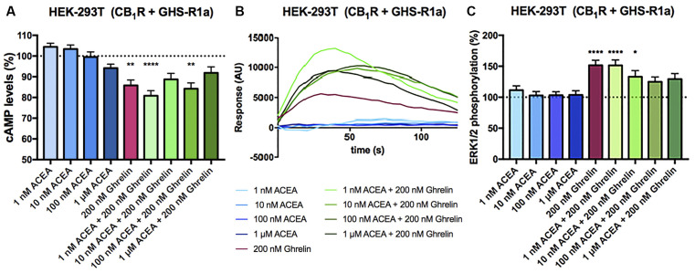 Functional characterization of the CB1-GHS-R1aHet expressed in HEK-293T cells. (A–C) HEK-293T cells were transfected with cDNAs encoding for GHS-R1a (1.5 μg) and for CB1R (1 μg; A,C) or cDNAs encoding for GHS-R1a (1.5 μg), CB1R (1 μg) and the 6GCaMP calcium sensor (1 μg; B) and stimulated with selective agonists, 200 nM ghrelin -for GHS-R1a- and 1 nM, 10 nM, 100 nM, and 1 μM ACEA -for CB1R-, individually or in combination. cAMP levels were analyzed by the Lance Ultra cAMP kit and results are expressed in % respect to levels obtained upon 0.5 μM FK stimulation (A; 100%, dotted line). Representative traces of intracellular Ca2+ responses over time are shown (eight independent experiments; B). ERK 1/2 phosphorylation was determined by an AlphaScreen®SureFire® kit (PerkinElmer) using an EnSpire® Multimode Plate Reader (PerkinElmer, Waltham, MA, USA; C); (basal is represented as 100%, dotted line). In cAMP accumulation and MAPK pathway signaling-related assays, the values are the mean ± SEM of eight independent experiments performed in triplicates. One-way ANOVA followed by Bonferroni’s multiple comparison post-hoc test were used for statistical analysis. *p < 0.05, **p < 0.01, ****p < 0.0001; vs. FK treatment in cAMP or vs. basal in ERK1/2 phosphorylation assays.