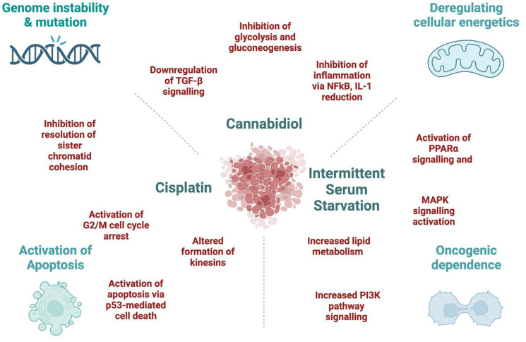 The potential mechanisms behind the synergistic effect between Cannabidiol, Cisplatin, and Intermittent Serum Starvation in the HCT-116 cell line.Figure created with https://www.biorender.com/.