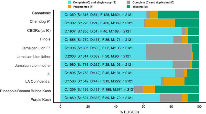 Benchmarking Universal Single‐Copy Ortholog (BUSCO) assessment of the cannabis genome assemblies shown in Table 1(a). The percentages of complete (single‐copy and duplicated), fragmented and missing universal single‐copy orthologue genes were identified using busco v.4.02 (Simão et al., 2015). The Jamaican Lion assemblies (female parent, male parent, F1) have more complete BUSCOs on average, but they also harbour a larger number of duplicated BUSCOs, which reflects the fragmented nature of these assemblies.