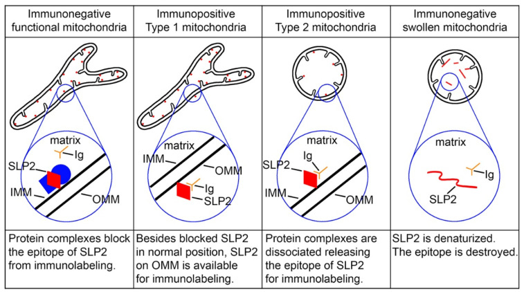 Hypothetical model of relationships between the mitochondrial morphology, molecular conformation of the SLP2 protein (red), and CB1R-L31 antibodies (Ig). Unidentified proteins that make a complex with SLP2 on the inner surface of the inner mitochondrial membrane (IMM) are depicted in blue. SLP2 deposited on the outer mitochondrial membrane (OMM), likely involved in the subsequent translocation into the mitochondrion, binds CB1R-L31 antibodies in the type 1 mitochondria. Dissociation of the protein complex makes SLP2 available for immunolabeling in the type 2 mitochondria, whereas further disorder of mitochondrion denatures SLP2. Modified from [33]. (License CC BY).