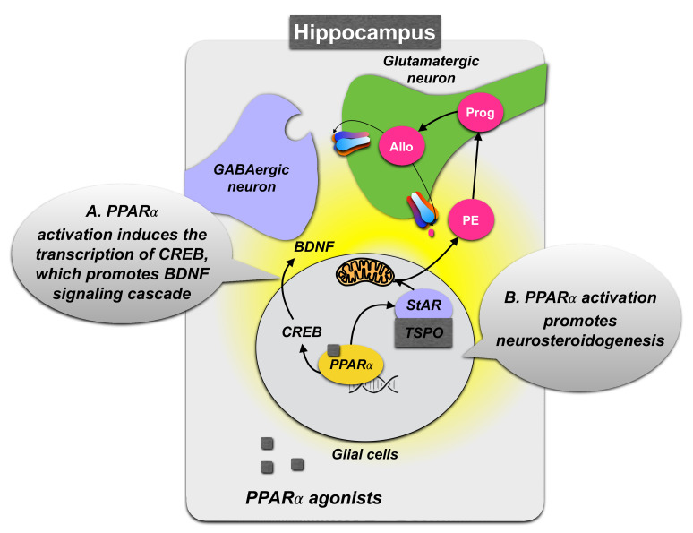 Schematic representation of PPARα signaling pathway in the hippocampus following agonist administration. (A) PPARα activation, upon dimerization with the retinoid receptor (RXR), induces transcriptional regulation of cyclic AMP response element-binding protein (CREB), which promotes the stimulation of brain-derived neurotrophic factor (BDNF) signaling pathway, resulting in antidepressant-like effects and improving learning and memory. (B) PPARα activation can also induce allopregnanolone (Allo) biosynthesis by upregulating neurosteroidogenic enzymes and proteins, including the steroidogenic acute regulatory protein (StAR). The interaction of StAR with cholesterol and translocator protein (TSPO) leads to cholesterol entry into the mitochondria and its conversion into pregnenolone (PE). In hippocampal glutamatergic pyramidal neurons, PE is transformed into progesterone (Prog) and then Allo, which, by interacting with GABAA receptors, modulates emotional behavior.
