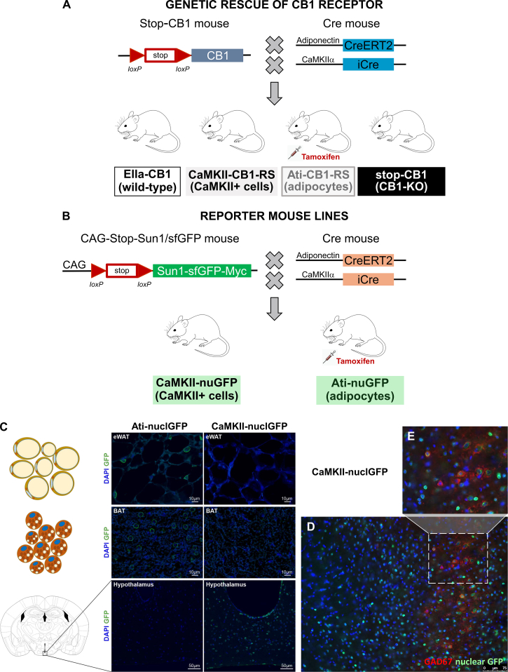 Supplementary Fig. 1. (A) Schematic representation of the genetic rescue of CB1 in CaMKII-CB1-RS, Ati-CB1-RS and control (Ella-CB1 and stop-CB1) mice. (B) Ati-nuclGFP and CaMKII-nuclGFP reporter mice. (C) To validate the genetic approach, reporter mice were generated to analyse nuclear GFP (green) expression in adipose (eWAT and BAT) and brain (hypothalamus) tissue of Ati-nuclGFP and CaMKII-nucleGFP mice. (D) Colocalization of nuclear GFP (green) neurons with GABAergic interneurons (labeled as GAD67, red) in the hippocampus of CaMKII-nuclGFP mice. (E) Enlarged view of area shown in panel a. Scale bars: 10 (in eWAT and BAT), 50 (Hypothalamus) and 75 μm (in panel a).