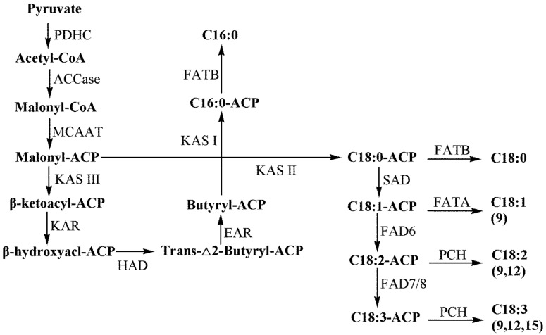 Proposed fatty acid biosynthetic pathway in C. sativa [20]. PDHC: pyruvate dehydrogenase complex; ACCase: acetyl-CoA carboxylase; MCAAT: malonyl-CoA: ACP transacylase; KAS: β-ketoacyl-ACP synthase; KAR: β-ketoacyl-ACP reductase; HAD: hydroxyacyl-ACP dehydrase; EAR: enoyl-ACP reductase; SAD: stearoyl-ACP desaturase; FAD6: oleate desaturase (chloroplast-type); FAD7/8: linoleate desaturase (chloroplast-type); FATA/B: acyl-ACP thioesterase A/B; PCH: palmitoyl-CoA hydrolase.