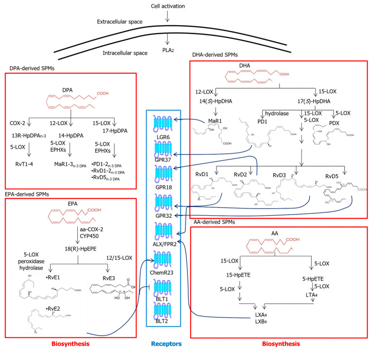 Metabolic pathways and known receptors of SPMs. Abbreviations: AA—arachidonic acid; ALX/FPR2—formyl peptide receptor 2; BLT—leukotriene B4 receptor; ChemR23—chemerin receptor 23; COX—cyclooxygenase; CYP450—cytochrome P450; DHA—docosahexaenoic acid; EPA—eicosapentaenoic acid; EPHX—epoxide hydrolase; GPR—G protein-coupled receptor; HpDHA—hydroperoxy-docosahexaenoic acid; HpDPA—hydroperoxydocosapentaenoic acid; HpEPE—hydroperoxyeicosapentaenoic acid; HpETE—hydroperoxyeicosatetraenoic acid; LGR6—leucine-rich repeat-containing G protein-coupled receptor 6; LOX—lipoxygenase; LT—leukotriene; LX—lipoxin; MaR1—maresin 1; n-3 DPA—n-3 docosapentaenoic acid; PD1—protectin D1; PDX—protectin DX; PLA2—phospholipase A2; RvD—D-series resolvins; RvE—E-series resolvins; RvTs—13-series resolvins.