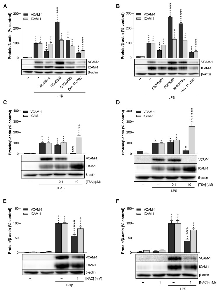Effect of MAPK, NF-κB (A,B), HDAC (C,D) and ROS inhibitors (E,F) on IL-1β- and LPS-induced VCAM-1 and ICAM-1 protein expression in HCAEC. HCAEC were preincubated with the respective inhibitor (SB203580, PD98059, SP600125: 10 µM; BAY 11-7082: 1 µM; TSA: 0.1 µM, 10 µM; NAC: 1 mM) or vehicle for 1 h, followed by the addition of 10 ng/mL IL-1β (A,C,E) or 1 µg/mL LPS (B,D,F) or vehicle and further co-incubation of the substances for 24 h. Protein expression was then determined by Western blot analysis. The blots shown are representative. Cells treated with inhibitor vehicle and IL-1β or LPS served as controls (set as 100%). Data are shown as means ± SEM of n = 3 (3 independent experiments). * p ≤ 0.05, ** p ≤ 0.01, *** p ≤ 0.001 vs. non-stimulated vehicle control group; # p ≤ 0.05, ## p ≤ 0.01, ### p ≤ 0.001 vs. the 100% IL-1β- or LPS stimulated control group; one-way ANOVA plus Bonferroni post hoc test.