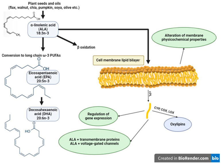 An overview of cellular mechanisms of α-linolenic acid action. Dietary intake of the acid (some seeds, nuts and vegetable oils are rich sources of ALA) can be (1) β-oxidized and thus used for production of metabolic energy, (2) converted to long-chain n-3 PUFAs, and (3) incorporated into the phospholipid bilayer of cells and membrane of organelles. The ALA presence in membranes determines its physicochemical properties (fluidity and biophysics, size, and composition of lipid rafts and caveolae) and modifies the functionality of different ion channels and other proteins in the membrane. ALA and its oxygenated products regulate gene expression through binding to nuclear receptors and transcription factors. Release from phospholipids by cytosolic phospholipase is the first step that leads to synthesis of oxylipins by oxygenation enzymes (COX—cyclooxygenase, LOX—lipooxygenase, CYP—cytochrome P450).