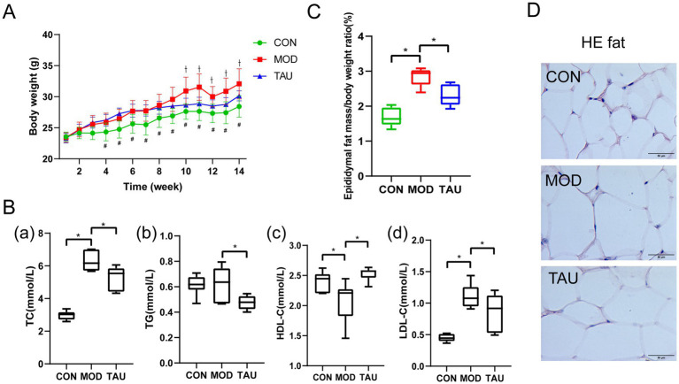Panel A shows a line graph comparing body weight over fourteen weeks for three groups labeled CON, MOD, and TAU, with MOD group displaying the highest weights. Panel B presents four box plots labeled (a) through (d), showing total cholesterol, triglycerides, HDL cholesterol, and LDL cholesterol levels, where MOD generally has higher values than CON and TAU, and significant differences are marked by asterisks. Panel C displays a box plot comparing epididymal fat mass to body weight ratio, with MOD group highest, followed by TAU and CON. Panel D contains three microscopic images labeled CON, MOD, and TAU, depicting differences in adipocyte morphology among the groups.