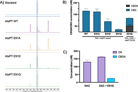 In vitro activity of WT and variants of AtaPT. (A) Product profiles of purified WT AtaPT and variants E91A, E91D and E91Q AtaPT variants from reactions with OA and GPP. Reaction mixtures (250 μl) were composed of 10 μM each of OA and GPP and 10 μM of AtaPT in buffer (25 mM Tris pH 8, 150 mM NaCl and 5% glycerol). After incubating at 25°C for 20 min, the products were extracted with ethyl acetate and dried. Each sample was redissolved in 50% methanol and analyzed using a 6560 Ion Mobility Q-TOF LC–MS. The full spectra are shown in Supplementary Figure S5. The peaks representing CBGA are highlighted as a vertical shaded bar. (B) In vitro screening of purified WT AtaPT and variants for CBG production in the presence or absence of OAC. Reactions were performed as described in (A). Error bars represent one standard deviation of biological triplicates. (C) Lysate assay of E. coli BL21 (DE3) expressing pBbB2c-OA ± pETM11-AtaPTE91Q. Reaction mixtures were composed of 1 ml of cell lysate with 10 μM each of hexanoyl-CoA, malonyl-CoA and GPP. Samples were extracted and analyzed as earlier. 1 nM CBGA and CBG are equivalent to 0.361 and 0.316 μg/ml, respectively.