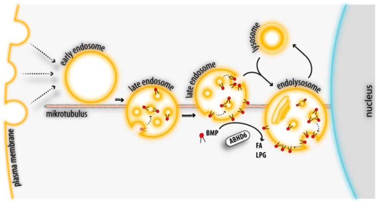 Proposed role of ABHD6 in the late endosomal/lysosomal pathway. Endocytic vesicles form early endosomes in the peripheral cytoplasm that move toward the perinuclear area along microtubuli. Their conversion into LE involves the formation of BMP-containing ILVs. LE finally fuse with lysosomes to form endolysosomes (51). BMP is resistant to acid hydrolysis and forms stable membrane structures within acidic organelles, promoting lipid digestion and sorting. BMP-rich ILVs of LE and endolysosomes can fuse with the limiting membrane, allowing the export of ILV contents. After back-fusion, BMP appears on the limiting membrane and is degraded by ABHD6 into LPG and FFA. Additionally, ABHD6 may counteract de novo BMP synthesis on the limiting membrane of LE.