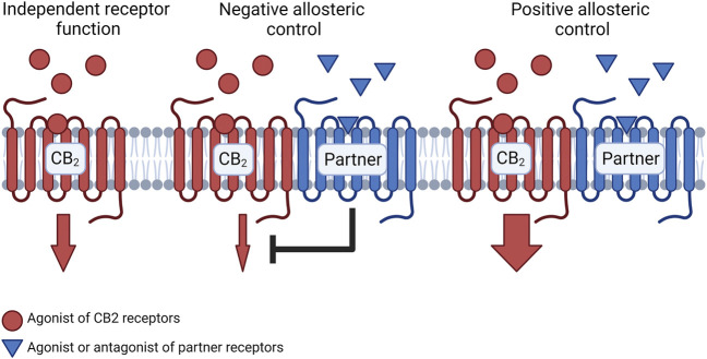 Schematic representation of signaling changes due to CB2 receptor heteromer formation. When presented with an agonist or antagonist for the partner receptor, the partner receptor may exert negative allosteric control over CB2 receptors which results in reduced signaling from the CB2 receptor relative to the CB2 receptor which does not participate in a heteromeric complex. Conversely, a partner receptor may exert positive allosteric control over the CB2 receptor which enhances signaling from the CB2 receptor mediated by the CB2 receptor agonist. Figure created with BioRender.