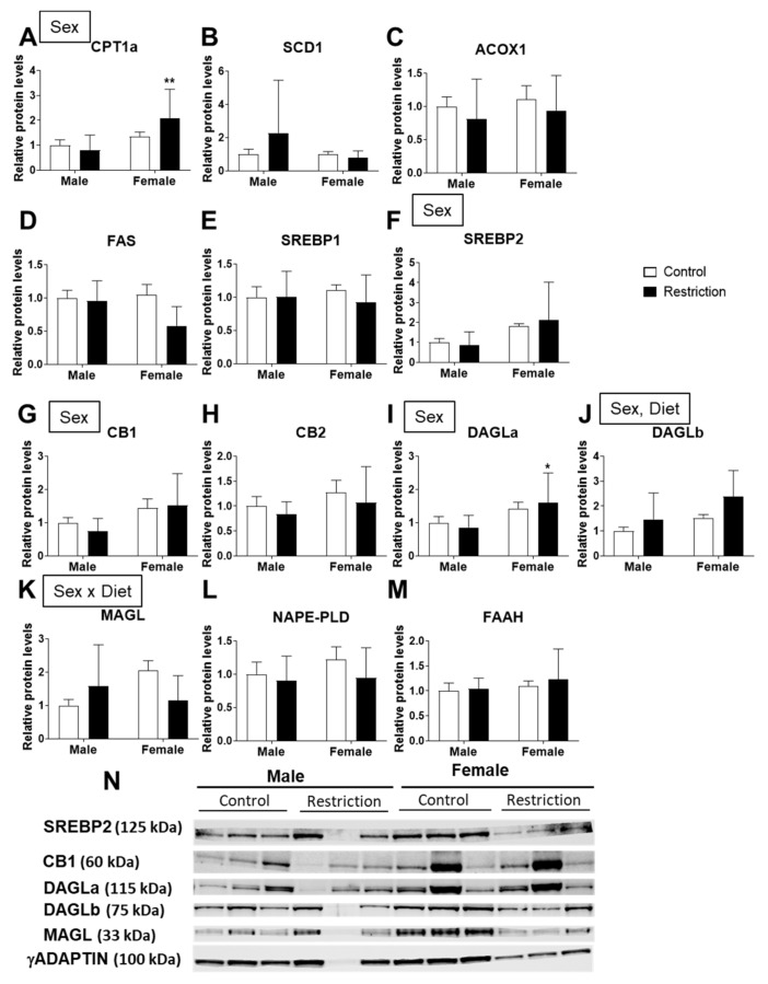 Effect of maternal caloric restriction on protein levels of principal genes of lipid metabolism: CPT1a (A), SCD1 (B), ACOX1 (C), FAS (D), SREBP1 (E) and SREBP2 (F); and the endocannabinoid system: CB1 (G), CB2 (H), DAGLa (I), DAGLb (J), MAGL (K), NAPE-PLD (L) and FAAH (M) in hypothalamic astrocytes of male and female pups at PND2. Representative membranes of the main changes (N). Data are expressed as the mean ± S.E.M. (control male: n = 10; restriction male: n = 14; control female: n = 9; restriction female: n = 10). Tukey or single-effect analysis: */** p < 0.05/0.01 vs. males (sex difference). The main results of the two-way ANOVA (effect of sex, diet and/or sex × diet interaction) are indicated above the graphs.