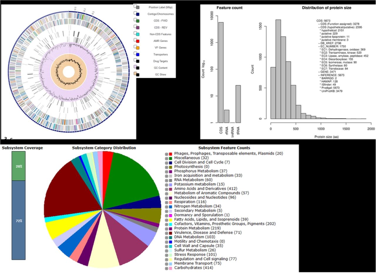 Genomic annotation and functional analysis of Klebsiella pneumoniae BCSIR-JUMIID using RASTtk and EDGE Bioinformatics. (a) A circular graphical display of the distribution of the genome annotations by Patric. This includes, from outer to inner rings, the contigs, CDS on the forward strand, CDS on the reverse strand, RNA genes, CDS with homology to known antimicrobial resistance genes, CDS with homology to know virulence factors, GC content and GC skew. The colors of the CDS on the forward and reverse strand indicate the subsystem that these genes belong to (see Subsystems below). (b) Insertion sequence and protein family classification identified by EDGE Bioinformatics. A total of 49 insertion sequences and extensive protein family classifications demonstrate the isolate’s genomic diversity and adaptability. (c) Subsystem analysis of Klebsiella pneumoniae BCSIR-JUMIID using RASTtk.