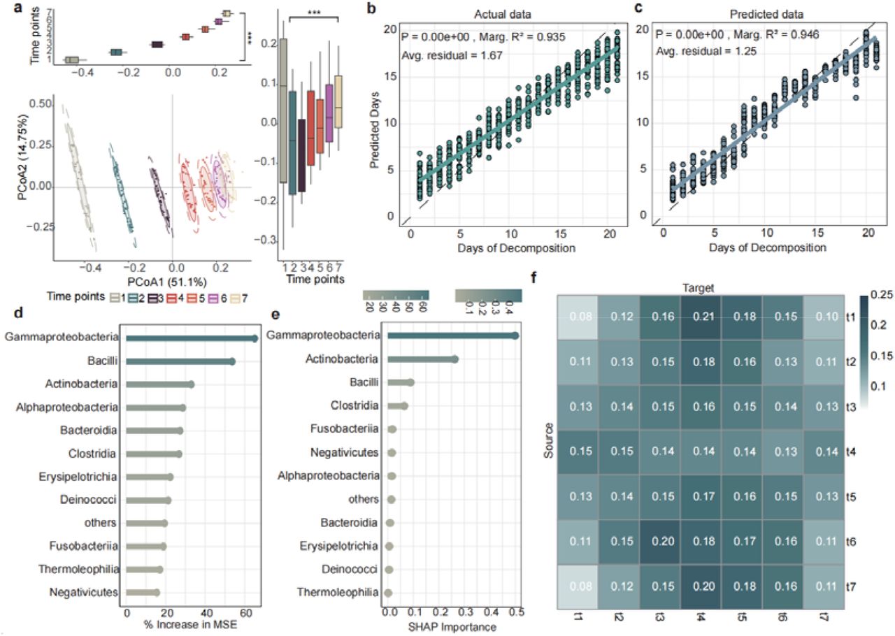 Microbial abundance predictions using the MicroProphet model on the Corpse dataset with complete time points.(a) Beta diversity analysis at initial time points. The clear separation between time points along the PCoA1 axis indicates strong temporal shifts in microbial community composition during decomposition. Each point represents a microbial sample, and colored ellipses indicate 95% confidence intervals for each time point. Group differences were tested using permutational multivariate analysis of variance (PERMANOVA), with *** indicating p < 0.001. (b) Linear regression of decomposition days using actual microbial data. The scatter plot illustrates the regression of actual days of decomposition based on the microbial abundance data using a Random Forest model. Y-axis represents predicted days; X-axis represents decomposition days. (c) Linear regression of decomposition days using predicted microbial data. The scatter plot demonstrates the regression of decomposition days using the predicted microbial abundance data from the MicroProphet model. The Y-axis represents predicted days; the X-axis represents decomposition days. (d) Feature importance ranking of microbial taxa based on the random forest model for days of decomposition prediction. The horizontal axis represents the percentage increase in mean squared error (% increase in MSE). (e) Feature importance ranking derived from SHAP analysis in the MicroProphet model. The horizontal axis represents the standardized SHAP values. (f) Attention scores among different time points. Each cell represents the attention score computed by the MicroProphet from one initial time point (rows) to another (columns). The color intensity indicates the strength of the attention, with blue representing stronger attention and yellow representing weaker attention. For example, t1 to t4 shows the strongest attention score (0.21), indicating that t1 has the highest dependency on t4 during the prediction process.