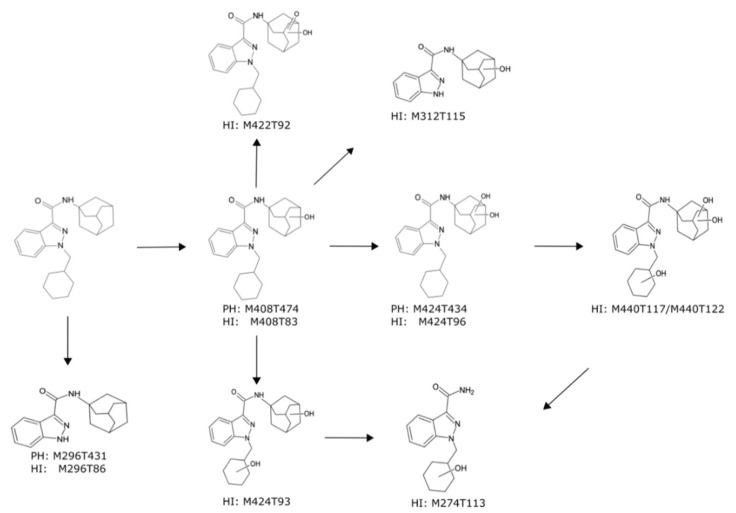 Metabolic pathways of A-CHMINACA in incubations with pooled human liver microsomes. Undefined hydroxylation position is indicated by unspecific bonds. Metabolites are annotated with their feature identity from untargeted metabolomics analysis. PH = PhenylHexyl column, HI = HILIC column.