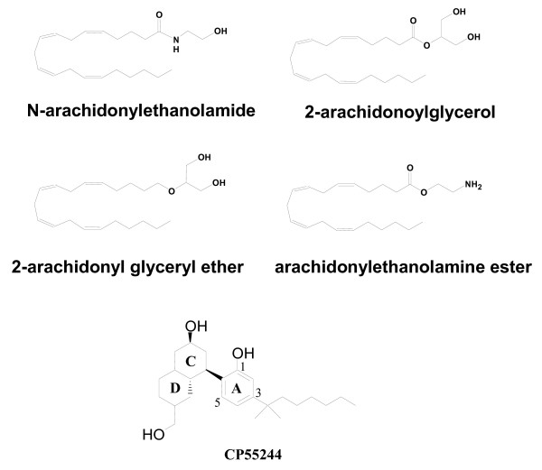 Structures of Endocannabinoids and CP55244. The structures of anandamide (N-arachidonylethanolamide), 2-arachidonoylglycerol (2-AG), nolandin ether (2-arachidonyl glyeryl ether, 2-AGE), and virodhamine (arachidonylethanolamine ester) are shown. The non-classical cannabinoid, CP55244 is depicted with the accepted numbering and ring nomenclature.