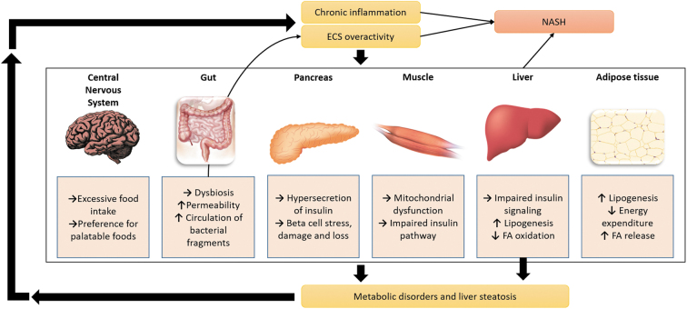 Involvement of the ECS in a vicious cycle leading to liver steatosis and NASH. ECS, endocannabinoid system; NASH, nonalcoholic steatohepatitis.