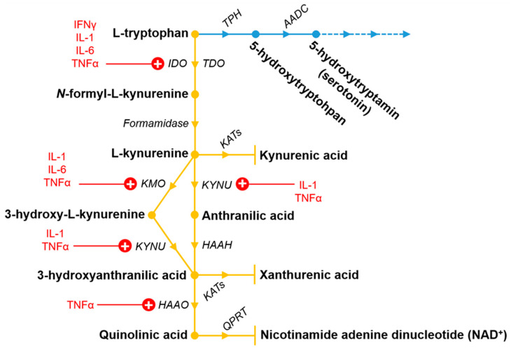 The tryptophan metabolic pathway including the kynurenine (yellow) and partly the serotonin pathway (blue). Pro-inflammatory cytokines discussed in this review which upregulate (highlighted by “+”) the different enzymes are also indicated in red. For further information, see Section 4 and Table 2. Metabolites and enzymes of the pathways are shown in bold and italic, respectively. The dashed lines in the serotonin pathway indicates the further continuation of the pathway, which is not discussed here. Abbreviations: AADC: aromatic acid decarboxylase enzymes; HAAH: 3-hydroxyanthranilic acid hydroxylase; HAAO: 3-hydroxyanthranillic acid 3,4-dioxygenase; IDO: indoleamine 2,3-dioxygenase; KATs: kynurenine aminotransferases; KMO: kynurenine 3-monooxygenase; KYNU: kynureninase; QPRT: quinolinic acid phosphoribosyltransferase; TDO: tryptophan 2,3-dioxygenase; TPH: tryptophan hydroxylase.