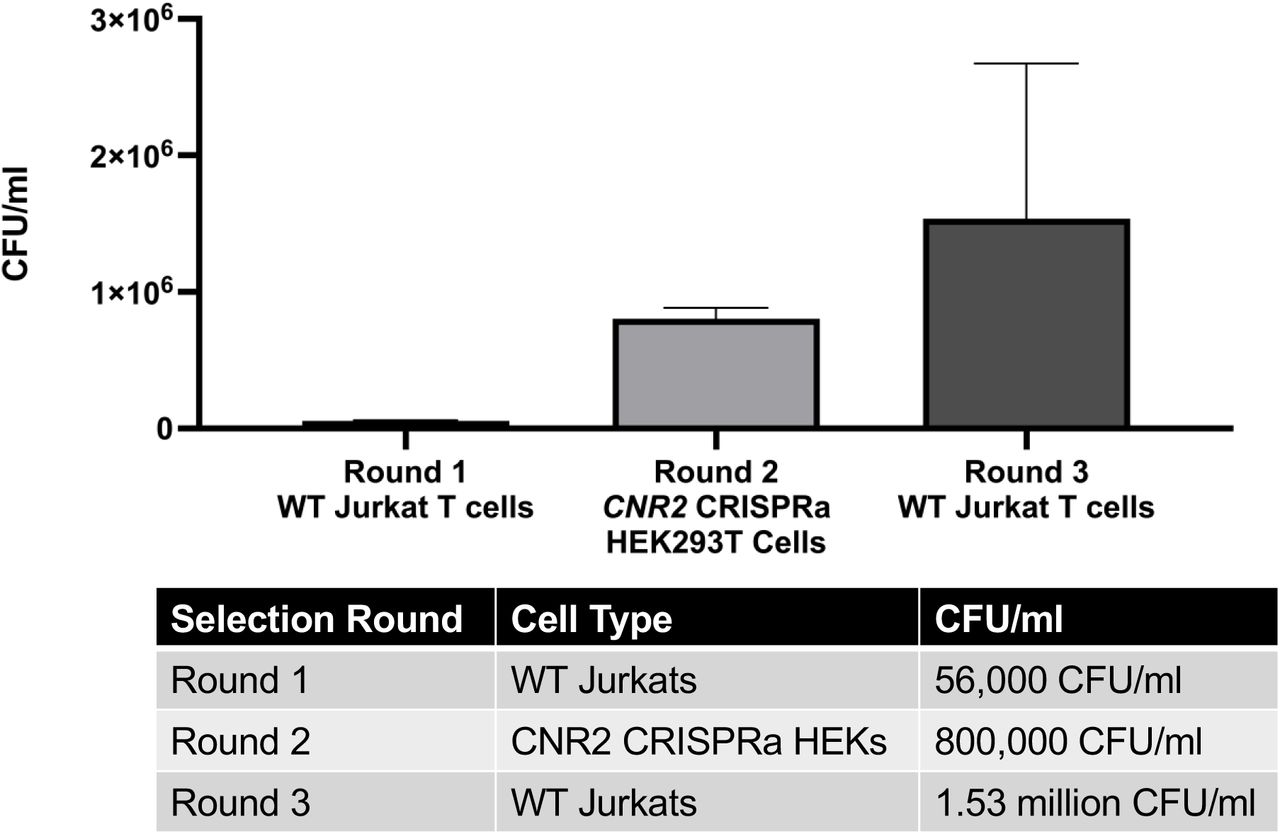 Selection outline utilised for cell surface selection against CNR2 uses endogenously-expressing and genetically modified overexpressing cell lines for efficient peptide binder amplification.Bar chart and table depicting the CFU/ml values as selection rounds alternate between endogenously CNR2-expressing WT Jurkat T cells and genetically modified CNR2 overexpressing HEK293T cells.