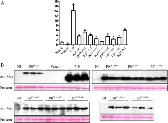 Accumulation of GFP mRNA and suppressor proteins in infiltrated N. benthamiana 16c leaves at 3 days after infiltration (dpi). a GFP levels in tissues co-infiltrated with cotton leafroll dwarf virus P0 proteins (P0CL-ARG, P0CL-PV1, P0CL-Acr9, P0CL-Hol1, P0CL-Ima2, P0CL-Ipa4, P0CL-Pal3 or P0CL-Pm1), potato leafroll virus P0 (P0PL-AU), empty vector or mock-inoculated were detected with real-time PCR. Error bars indicate standard deviation of GFP mRNA in three biological repeats. Normalized value obtained in the mock sample was arbitrary set to 1 and all the other values compared to it. Data was normalized with Ubi3 and EF-1 reference genes. Asterisks indicate values that are statistically different from the control mock construct, with p-values varying from 0.0002 to 0.0478. b Western blot showing the accumulation of suppressor proteins. Protein extracts from all the three biological replicates from each construct used for real-time PCR were run in SDS-PAGE, transferred to membranes and probed with Myc-tag specific antibodies. Gel loading was observed by Ponceau staining. Non-infiltrated plants (NI) were used as negative controls. Top left panel: accumulation of the control proteins P0PL-AU and tombusvirus P19 and the negative control (infiltrated with the empty vector). Top right panel: accumulation of P0CL-ARG, P0CL-PV1 and P0CL-Acr9 proteins. Bottom left panel: accumulation of P0CL-Hol1, P0CL-Ima2 and P0CL-Ipa4 proteins. Bottom right: accumulation of P0CL-Pal3 and P0CL-Pm1 proteins