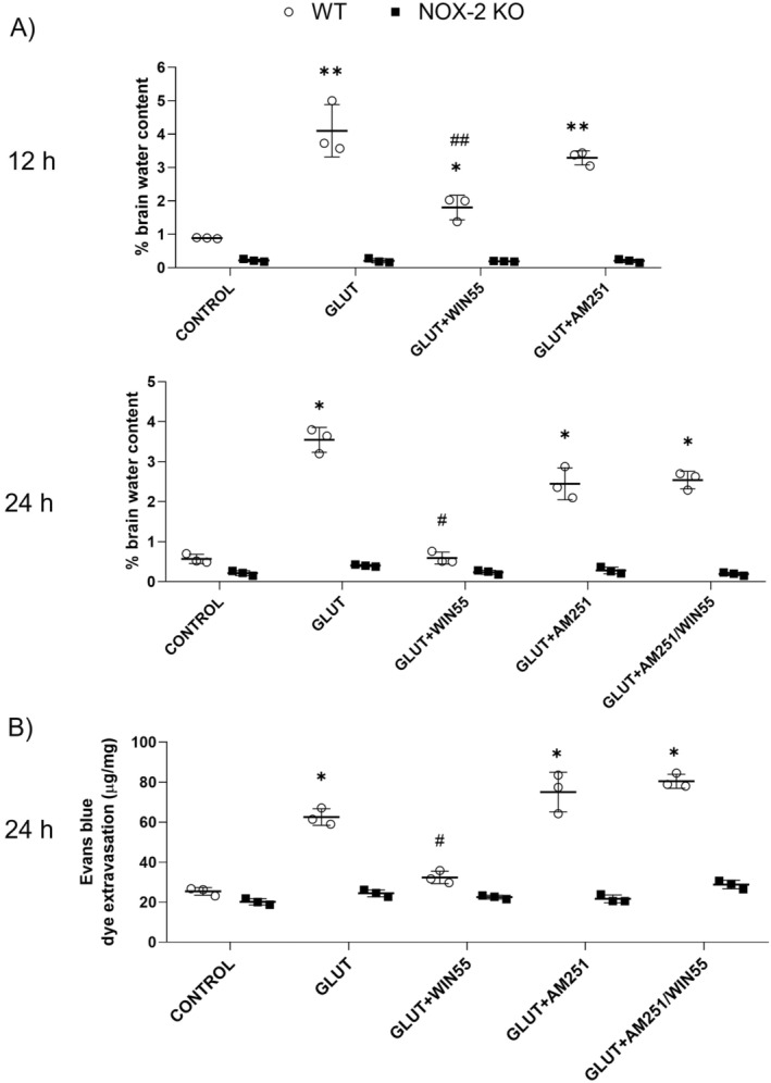 (A) Brain water content in WT and NOX‐2 KO mice at 12 and 24 h after glutamate (GLUT) intracerebral injection and treated with or without WIN55, AM251, or AM251/WIN55 (n = 3). (B) Evans Blue leakage quantification at 24 h after glutamate intracerebral injection and treatments (n = 3). Results are means ± standard deviation. *p < 0.05, **p < 0.01, versus the corresponding control; #p < 0.05, ##p < 0.01 versus the corresponding mice treated with glutamate (GLUT).