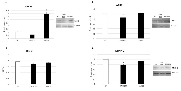 RAC-1 (A), pAKT (B), and MMP-2 (D) protein expression levels in SUP-B15 cell line after treatment with JWH-133 and AM630 compared with non-treated control (NT), determined by Western blot, starting from 20 μg of total lysates. The most representative images are displayed. The proteins were detected using Image Studio Digits software, and the intensity of immunoblots compared to the control, taken as 1 (arbitrary unit), were quantified after normalizing with respective loading controls for the housekeeping protein β-actin. Histogram shows RAC-1, pAKT, and MMP-2 protein expression levels as the mean ± S.D. of three independent experiments. A t-test was used for statistical analysis. * indicates p ≤ 0.05 compared to NT. (C) IFN-γ concentrations (pg/mL) in SUP-B15 cells after treatment with JWH-133 and AM630 compared with non-treated control (NT), determined by enzyme-linked immunosorbent assay (ELISA Assay). Histogram shows IFN-γ concentrations as the mean ± S.D. of three independent experiments. The cytokine concentration was determined on a standard concentration curve, according to the manufacturer’s instructions. A t-test was used for statistical analysis. * indicates p ≤ 0.05 compared to NT.