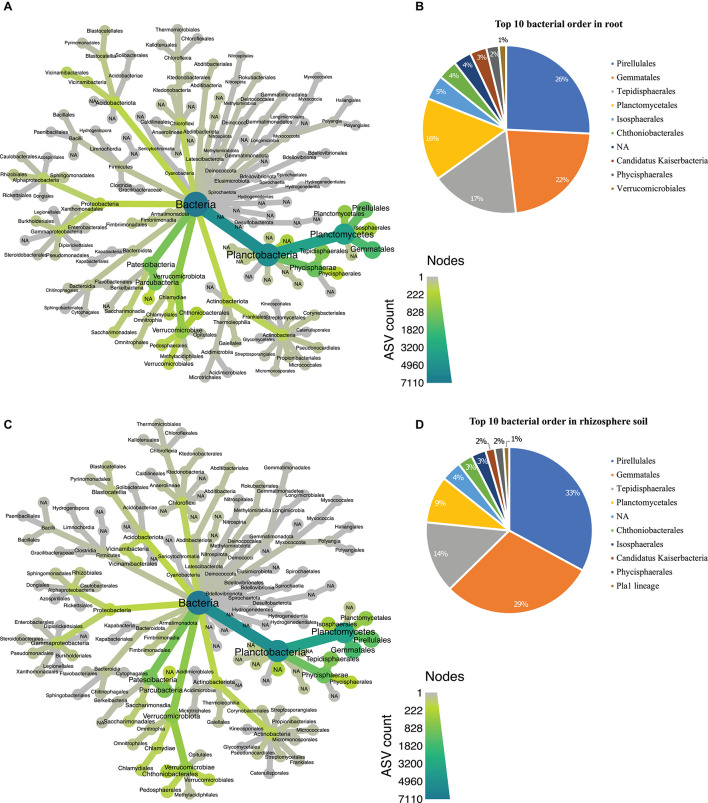 Taxonomic hierarchy abundance at the order level for bacterial communities. (A) Taxonomic representation at order level in root; (B) relative abundance of top 10 bacterial orders in root. (C) Taxonomic representation at order level in rhizosphere soil (D) relative abundance of top 10 bacterial orders in rhizosphere soil. Three replicates were used for this study.