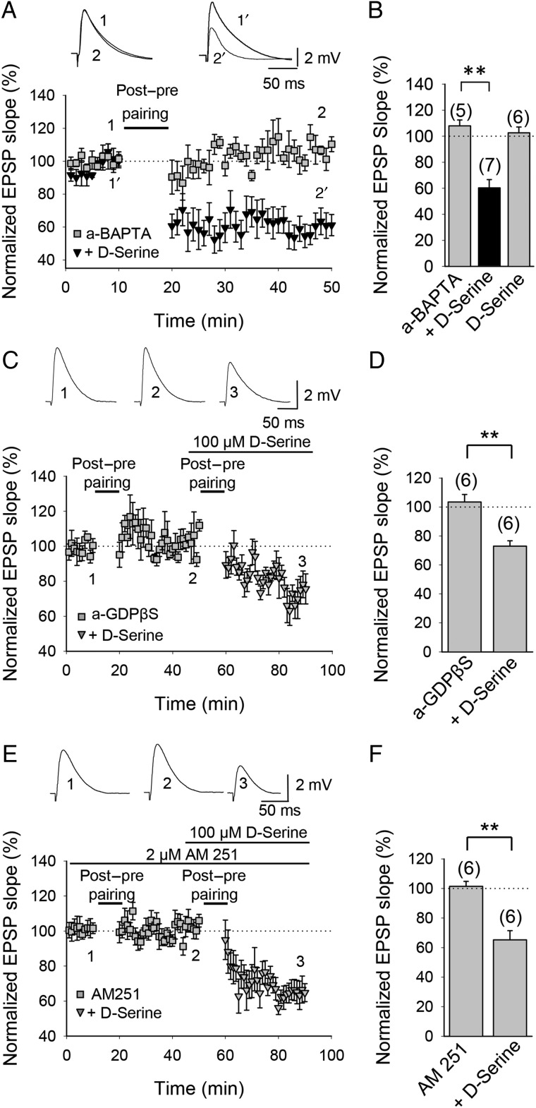 Astroglial d-serine involvement in t-LTD. (A) d-Serine recovers t-LTD in recordings with BAPTA-treated astrocytes. Astrocyte-neuron dual recordings during post-before-pre pairing with the calcium chelator BAPTA included in the astrocyte via the recording pipette (a-BAPTA conditions) without (gray squares) and in the presence of 100 µM d-serine (black triangles). Inset: Representative traces from baseline (1) and 30 min after pairing protocol (2) in a-BAPTA conditions and from baseline (1′) and 30 min after pairing protocol (2′) in a-BAPTA conditions in the presence of 100 µM d-serine. (B) Summary of results. Gray column labeled ‘d-Serine’ shows a-BAPTA condition without pairing protocol. (C) d-Serine recovers t-LTD in recordings with GDPβS-treated astrocytes. Astrocyte-neuron dual recordings performed during post-before-pre pairing with GDPβS included in the astrocyte via the recording pipette (a-GDPβS conditions) without (gray squares) and in the presence of 100 µM d-serine (gray triangles). Inset: Representative traces from baseline (1) and 30 min after pairing protocol (2) in a-GDPβS conditions and 30 min after applying again the t-LTD induction protocol in the presence of 100 µM d-serine (3). (D) Summary of results. (E) d-Serine recovers t-LTD in AM251-treated slices. In the presence of AM251 t-LTD induction is prevented (gray squares) and recovered in the presence of 100 µM d-serine (gray triangles). Inset: Representative traces from baseline (1) and 30 min after pairing protocol (2) in AM251-tretaed slices and 30 min after applying again the t-LTD induction protocol in the presence of 100 µM d-serine (3). (F) Summary of results. Error bars are SEM. **P < 0.01, unpaired Student's t-test. The numbers of slices are shown in parentheses.
