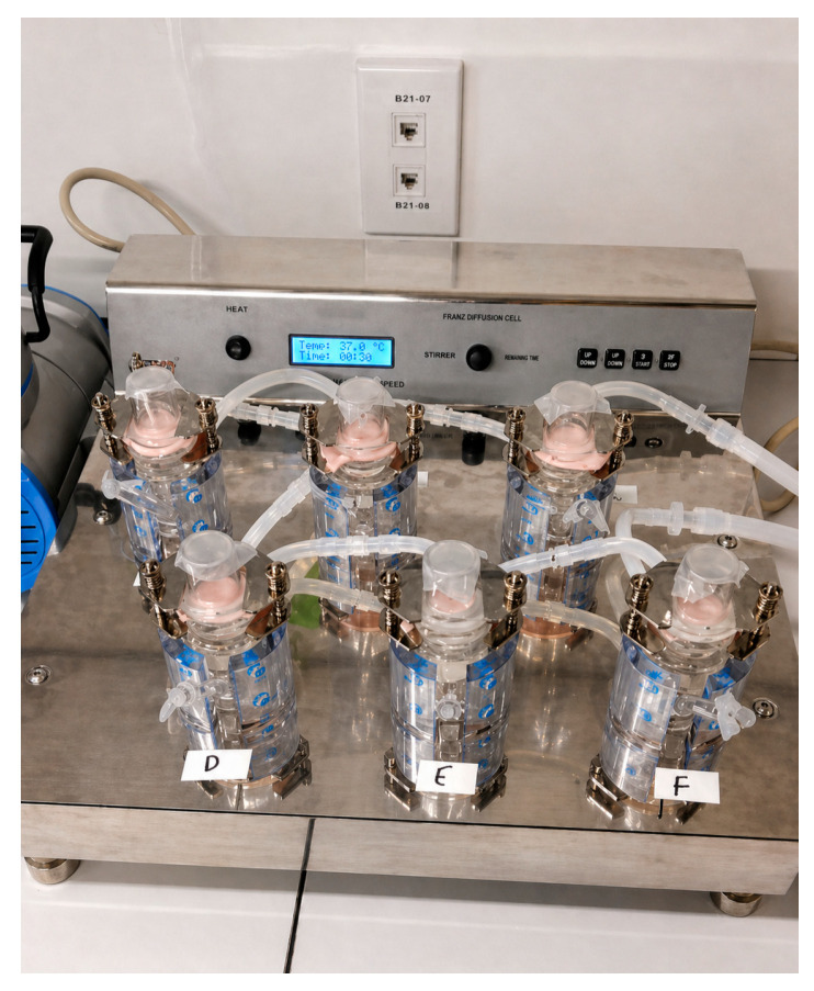 Setup of the ex vivo penetration using Franz cell.