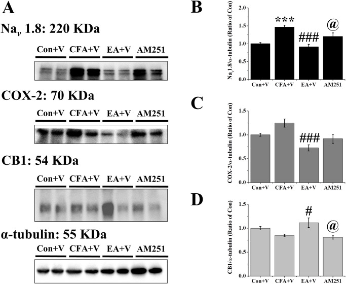 Expression levels of Nav 1.8, COX-2, and CB1 in the DRG.(A) Mice DRGs homogeneous lysates were immunoreactive with specific antibodies to Nav 1.8, COX-2, CB1, and α-tubulin. (B) Levels of Nav 1.8, (C) Levels of COX-2, (D) Levels of CB1 were normalized with internal control α-tubulin and were compared to that of the control group (n = 6). *** p < .001 means when compared with control+V group. p < .05, p < .001 for means when compared with CFA+V group. @ p < .05 for means when compared with EA+V group.