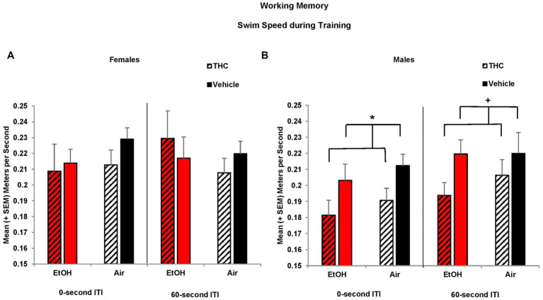Male offspring exposed to prenatal THC swam slower during training sessions than those not exposed to THC (B). Swim speed did not differ among groups of female offspring (A). *THC < no THC, p < 0.05; +THC < no THC, p = 0.06.