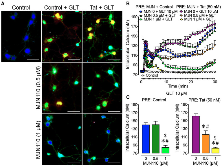 Primary frontal cortex neuron cultures (DIV 7-11) were untreated or pre-incubated with different concentrations of MJN110 (0–1 μM) and/or a subthreshold concentration of Tat 50 nM before Ca2+ imaging began (1 h and 30 min prior, respectively). (A) Pseudocolor images of neuronal ratiometric calcium imaging taken 30 min after a glutamate (GLT) 10 μM challenge (except for the control condition) with comparing frontal cortex neurons pre-incubated with vehicle solution or different concentrations of MJN110 (0.5–1 μM) and/or a subthreshold concentration of Tat 50 nM. (B) [Ca2+]i levels were plotted over a 30-min time period with GLT 10 μM being applied at the 1-min mark (arrow). Application of GLT 10 μM onto neurons caused significant increases in [Ca2+]i levels in the presence and absence of Tat and this effect was inhibited with MJN110 pretreatment in a concentration dependent manner. (C) The [Ca2+]i levels are summarized for the last 10 min of calcium assessment and indicate that the lower concentration of MJN110 (0.5 μM) is more inhibitory in the presence of Tat compared to the control condition. Data are mean ± SEM. Statistical significance was determined using ANOVA and Bonferroni correction where applicable. An alpha level of p < 0.05 was considered significant for all statistical tests. *p < 0.05 vs. GLT 10 μM (PRE: Control); #p < 0.05 vs. GLT 10 μM (PRE: Tat 50 nM); $p < 0.05 vs. MJN110 0.5 μM + GLT 10 μM (PRE: Control). GLT, glutamate; PRE, pretreatment.