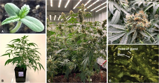 Cannabis sativa L.; One-week old seedling of the hemp dioecious strain “Finola” (A), 4 weeks old plant of the strain “BIK” (B), and plants at the flowering stage (C). Close up photo of a flower of the strain “Skunk” (D), and big capitate-sessile trichomes as shown in the stereomicroscope (E).