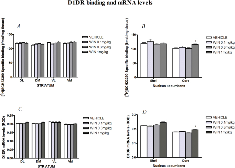 D1 dopamine receptor (D1DR) binding site levels labeled with [3H]-SCH23390 in (A) striatum and (B) nucleus accumbens (NAc) and D1DR mRNA levels in (C) striatum and (D) NAc of chronically WIN55,212-2- and vehicle-treated rats. The asterisk (*) denotes a statistically significant effect of WIN55,212-2 compared to the vehicle group: *P<.05; n=9-10 for receptor autoradiography and n=5 per group for in situ hybridization.